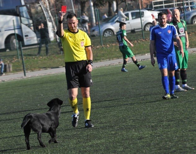 Судья показал красную карточку собаке в матче сербских команд